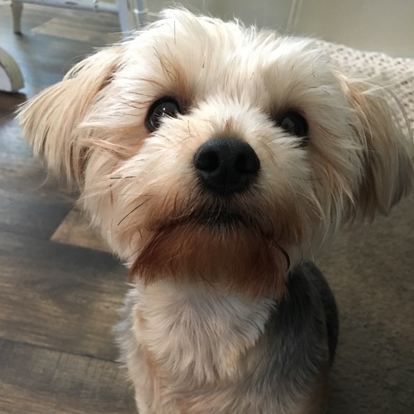 Meet your Posher, M - Picture 1 of 1